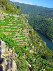 Steep vines in Galicia. Wine Secrets Barcelona